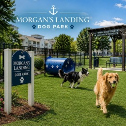 a dog park with dogs running